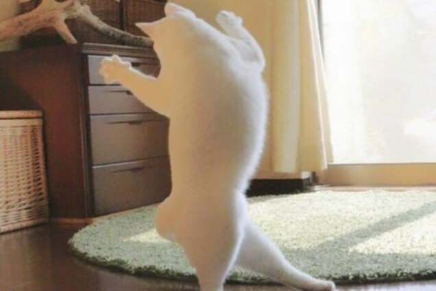 Восходящая звезда балета: японский кот покорил сеть своими па