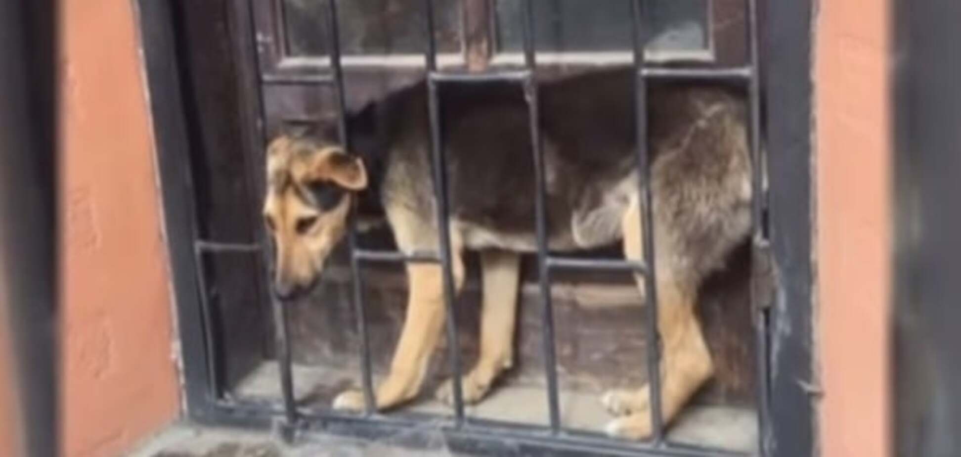 Знущання над твариною: на Закарпатті врятували собаку, затиснуту між решіткою і дверима. Фото і відео