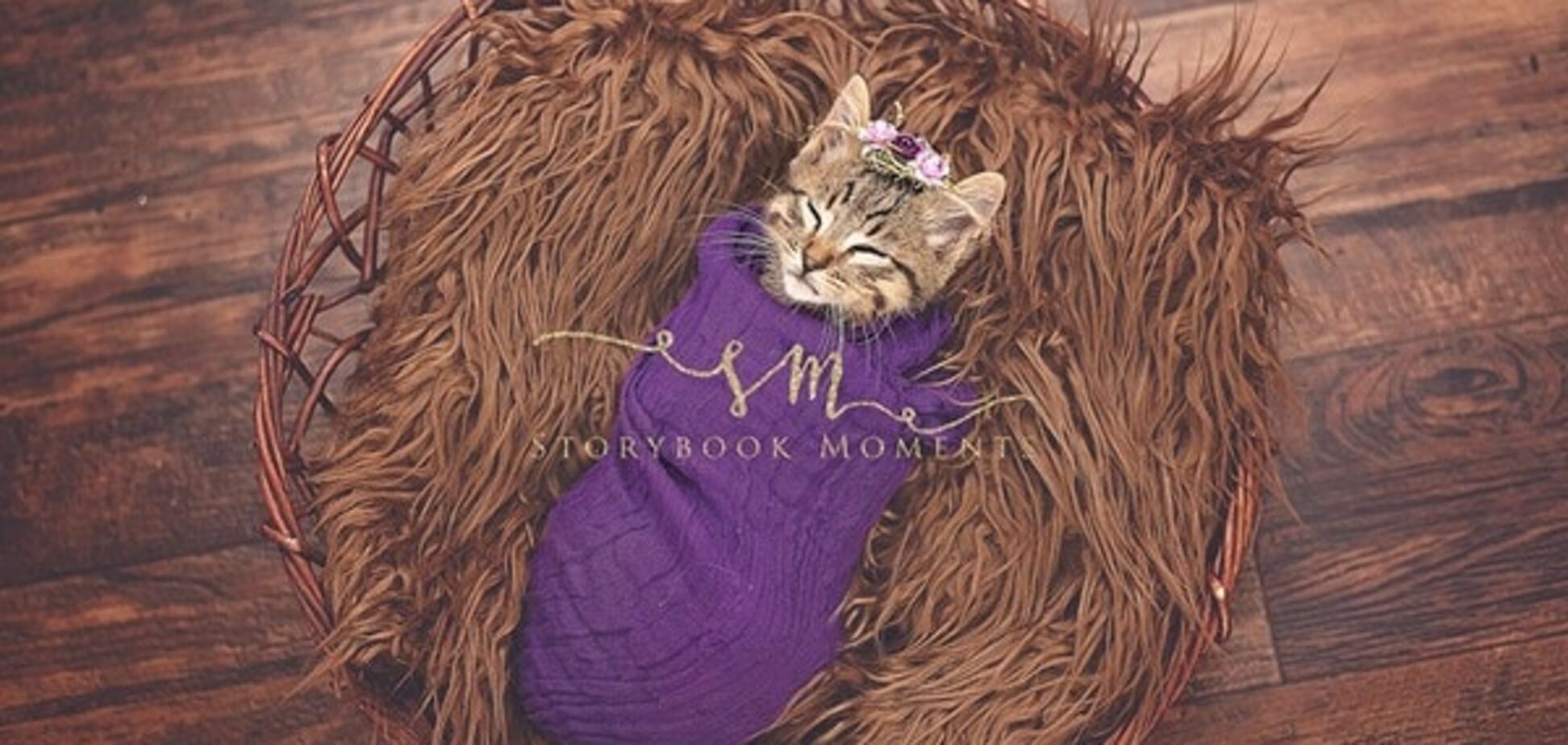 Котенок Эльза