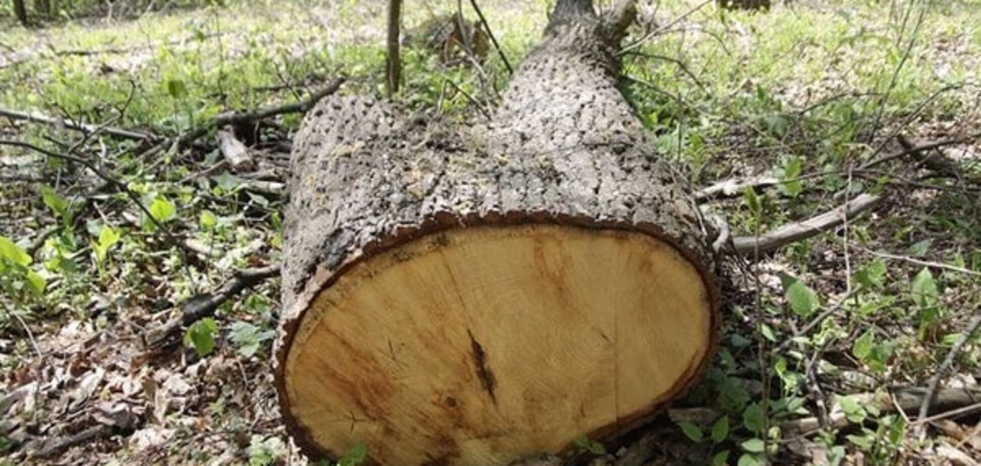 Команда Яценюка очолює 'лісову мафію'?