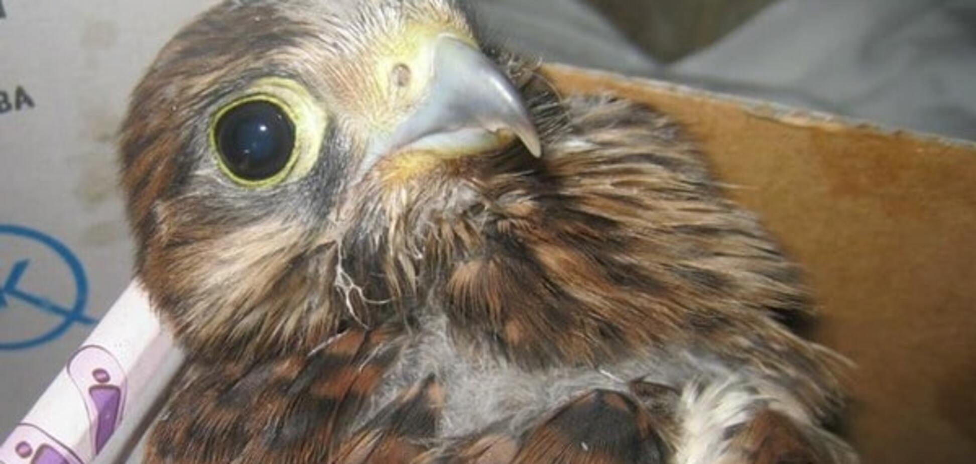 Птенец пустельги