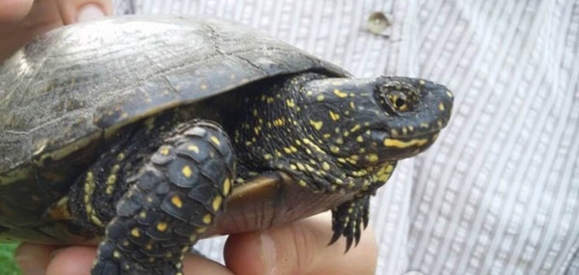 Європейська болотяна черепаха