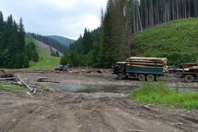 Вырубка леса на Волини