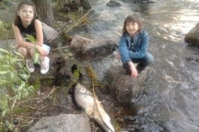 Черкаське узбережжя Дніпра встелене дохлою рибою. Фото