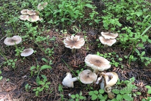 Ядовитые грибы