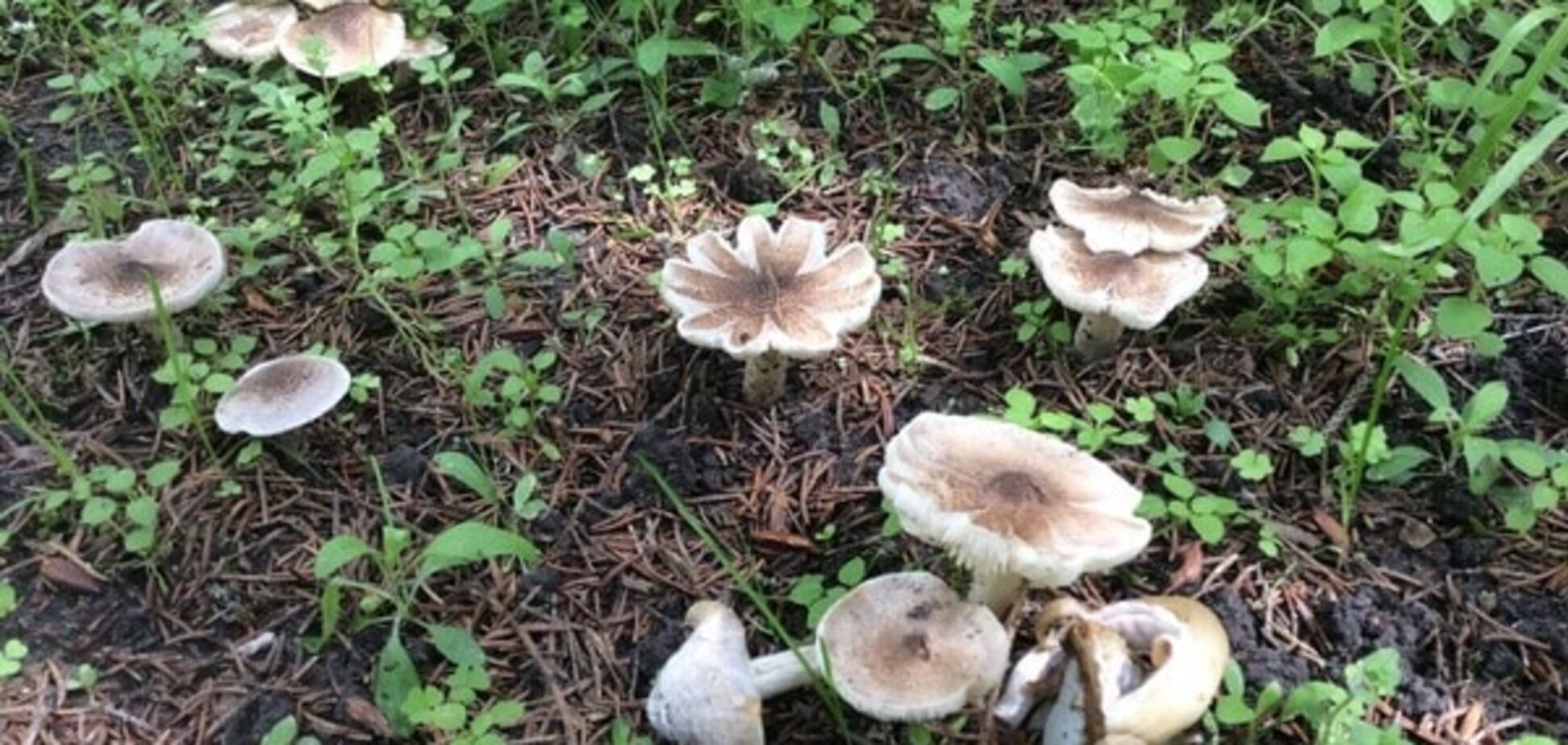 отруйні гриби