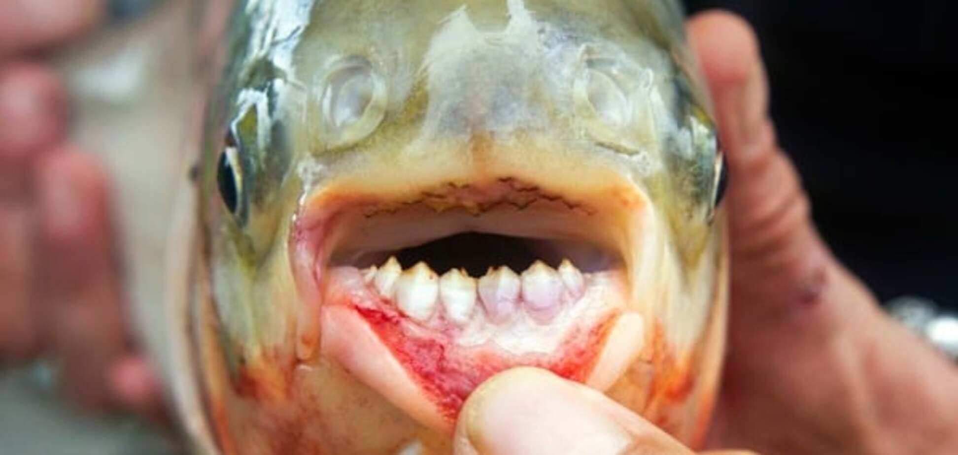 Рыба \'паку\'