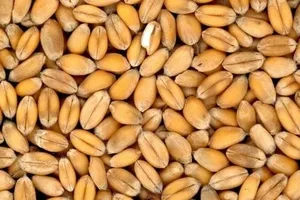 Ученые назвали простой продукт, способствующий долголетию