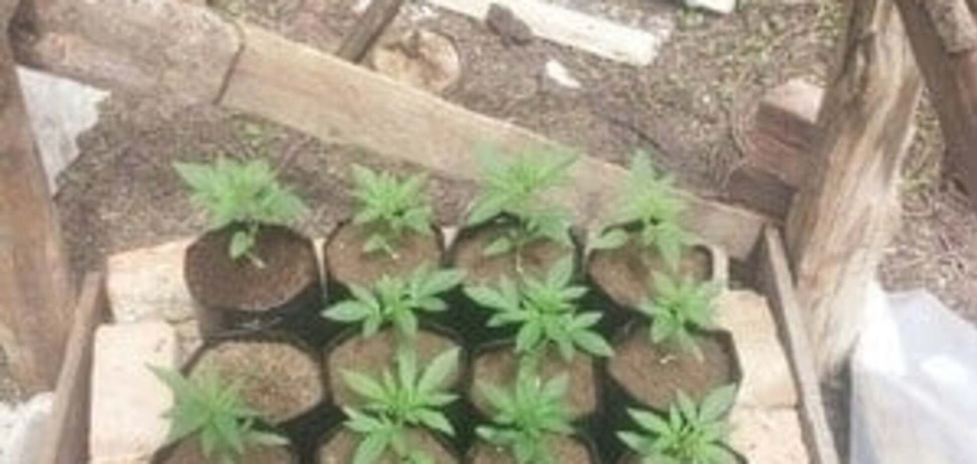 На Херсонщине СБУ ликвидировала крупную плантацию марихуаны. Фото