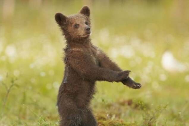 Медвежонок