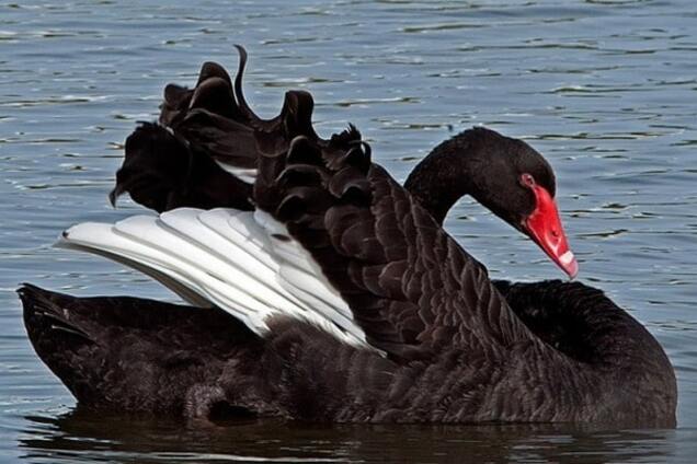 Когда россиянам ждать 'Черного Лебедя'
