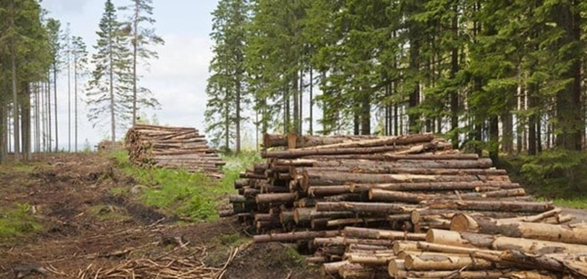 Вирубка лісу в Україні