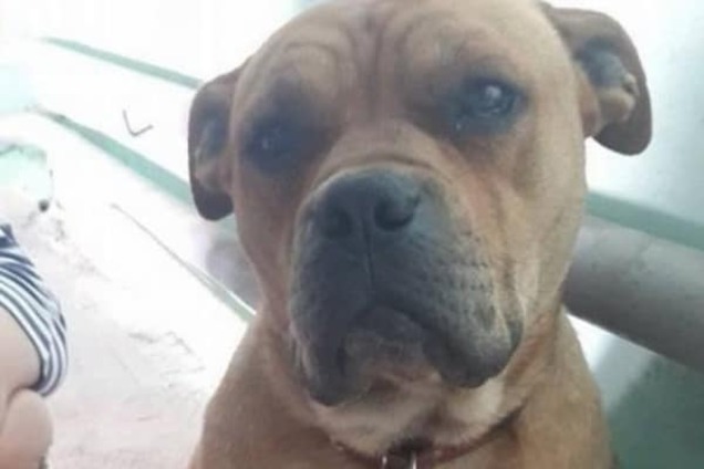 Поліцейські Тернополя просять допомогти знайти хазяїна собаки рідкісної породи. Фото