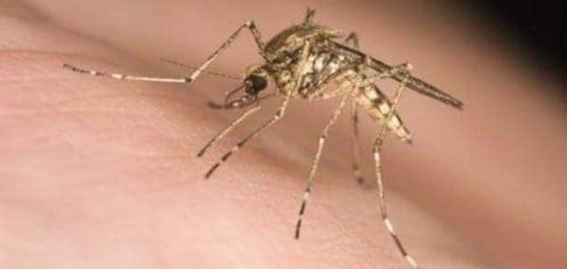 Мал, да удал: ученные доказали, что укусы комаров гораздо опаснее, чем считалось