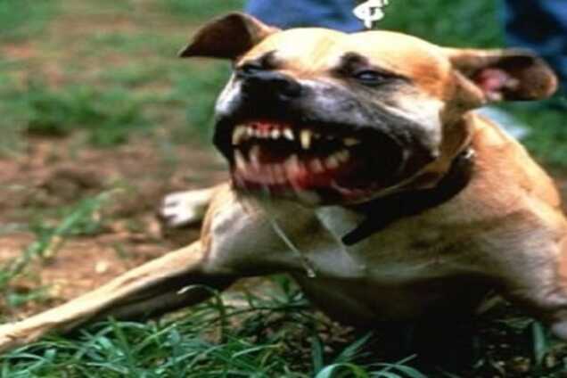 Бійцівський пес