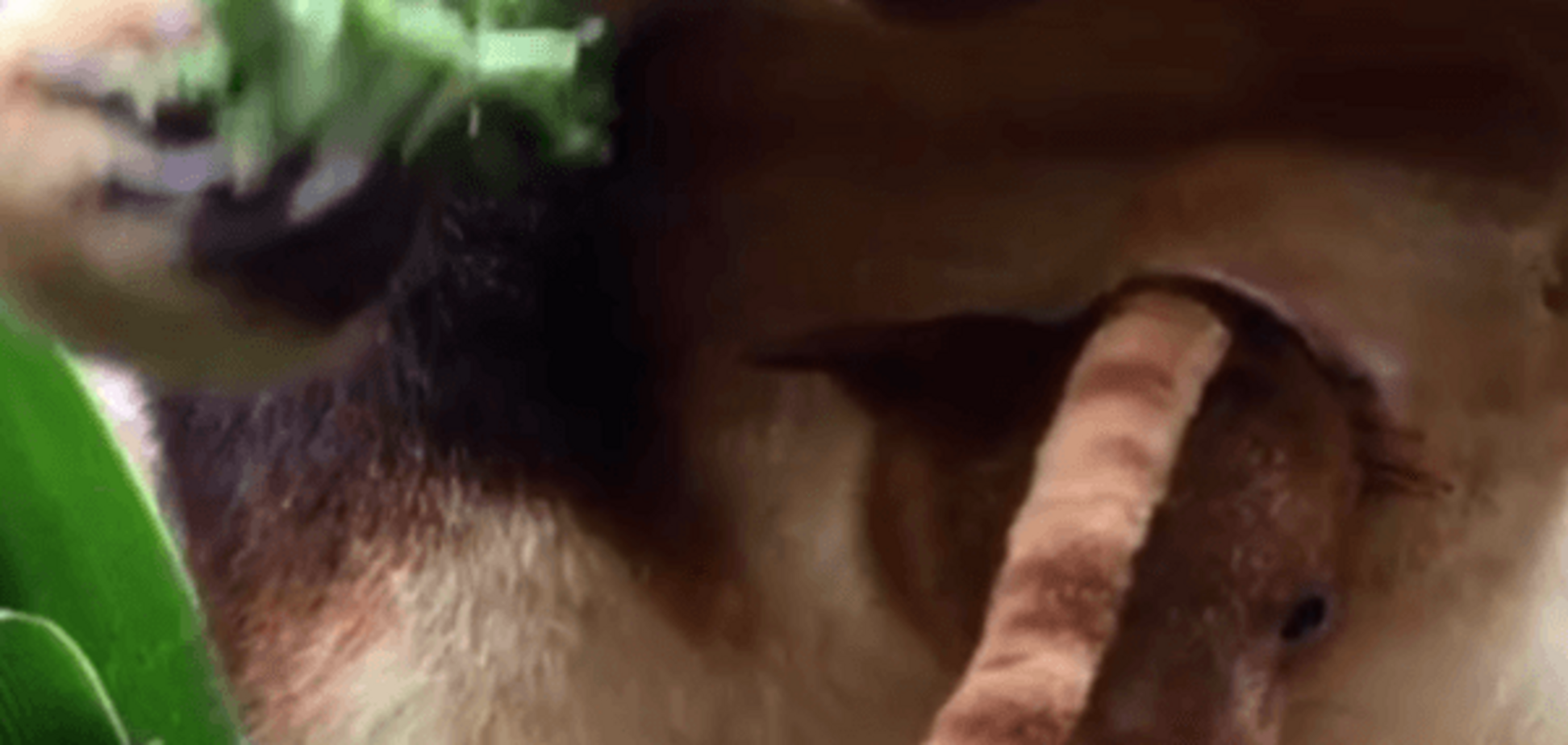 Древесный кенгуру