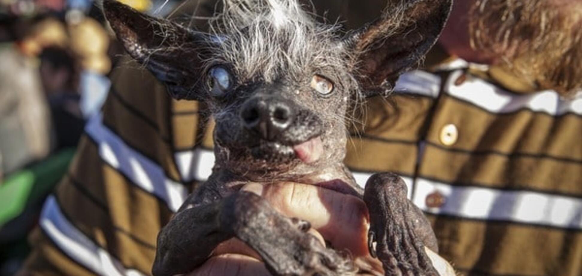 В США состоялся 'конкурс красоты' среди самых уродливых собак со всего мира. Фоторепортаж