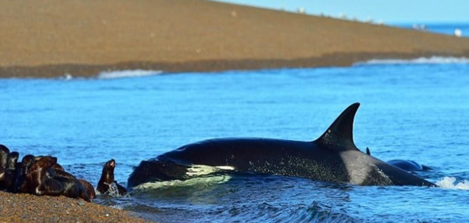Удивительное рядом: косатка рискнула жизнью ради морского льва. Опубликованы фото