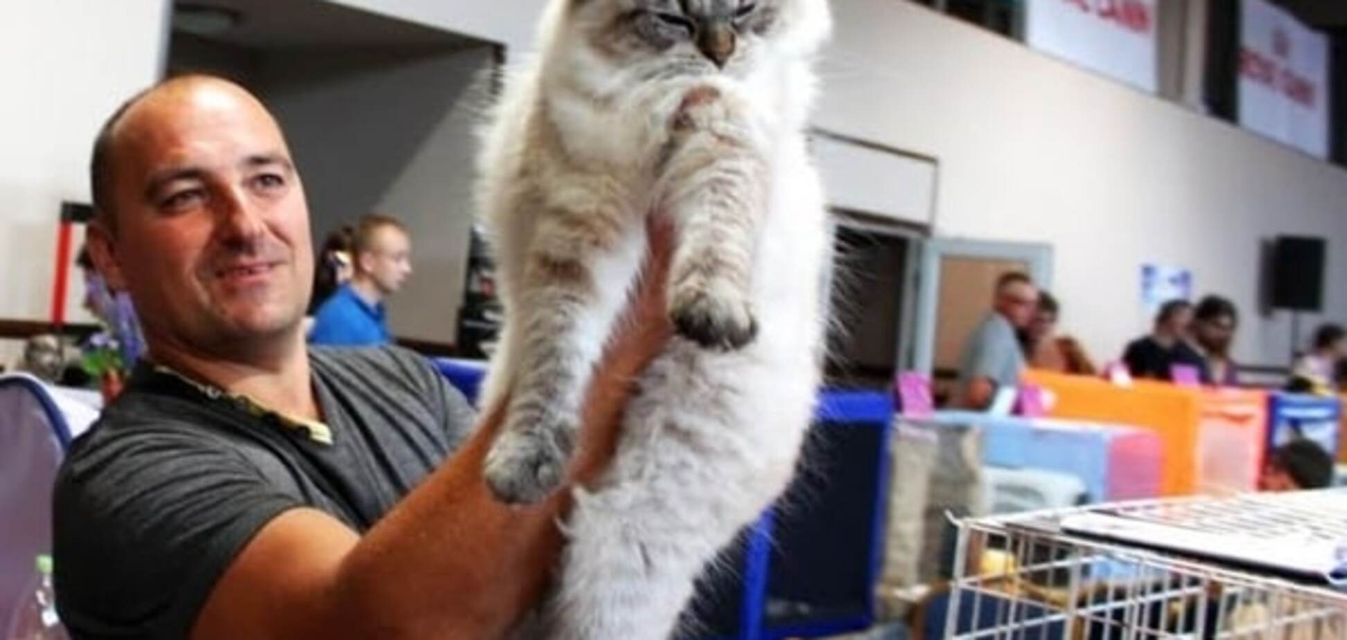 Виставка пухнастиків: у Тернополі обрали найкращих котів. Фото