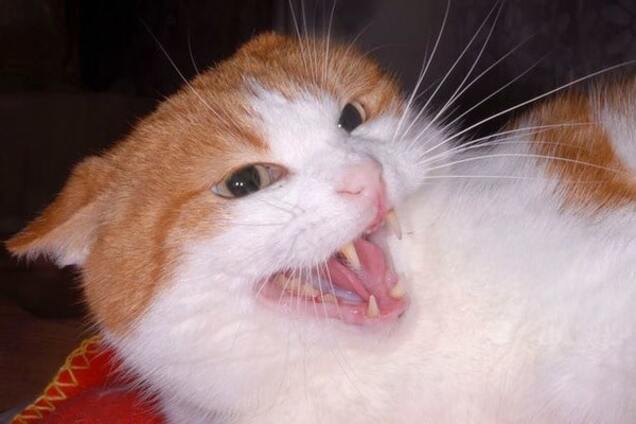 В США пара попросила полицию спасти их от собственного кота