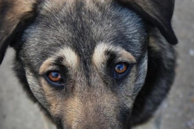 Травить, мучить и убивать животных: откуда взялось движение зоохантеров и что с ним предлагают сделать