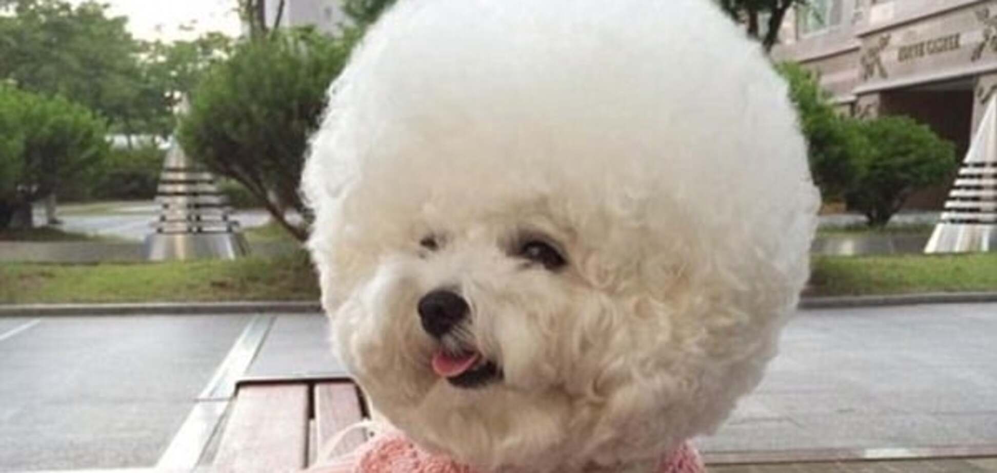 Бішон фрізе Торі