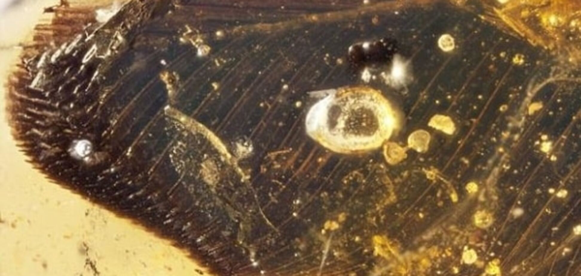 Меньше колибри: в янтаре обнаружены останки древних птиц, живших 100 миллионов лет назад. Фото