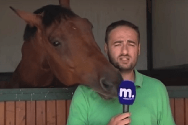 Интервью с конем