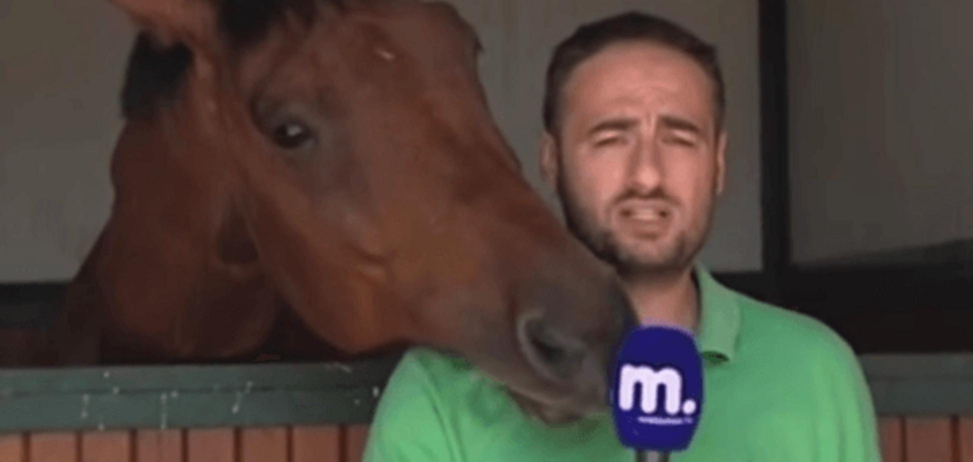 Интервью с конем