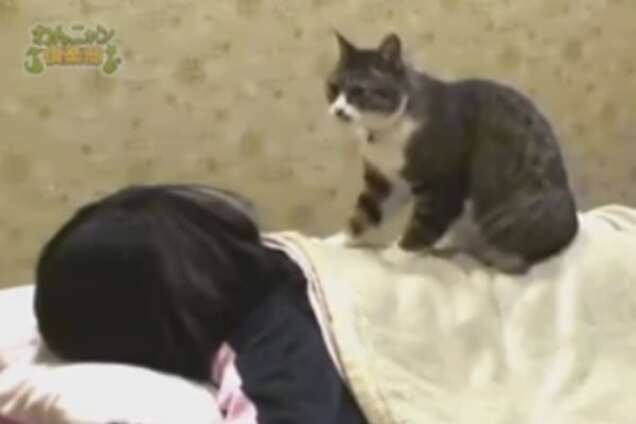 Кот-массажист