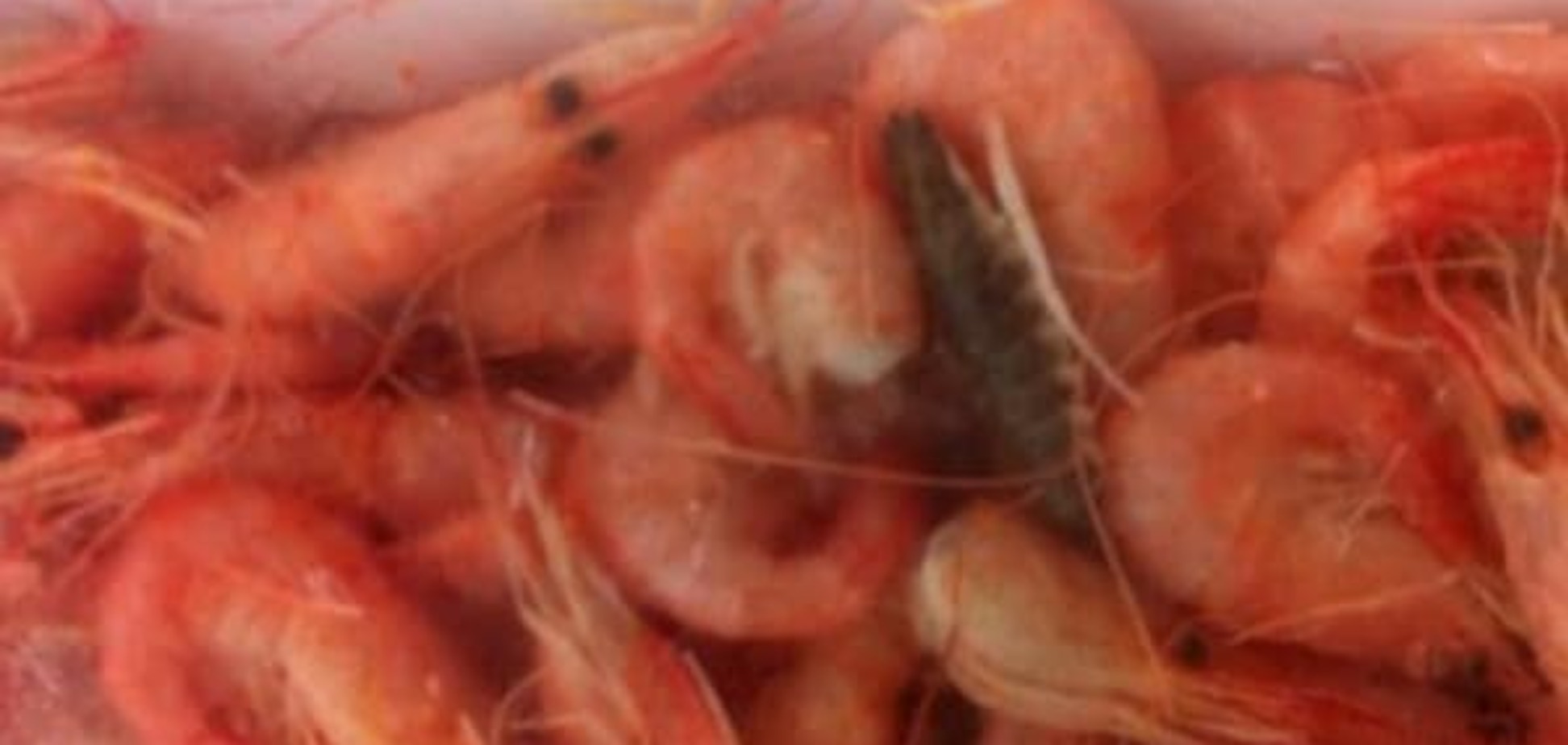 Bon Appetit: в Днепре морской деликатес продают вместе с насекомыми, похожими на тараканов. Фото