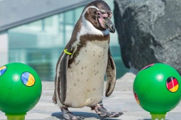 Пингвин Флоке