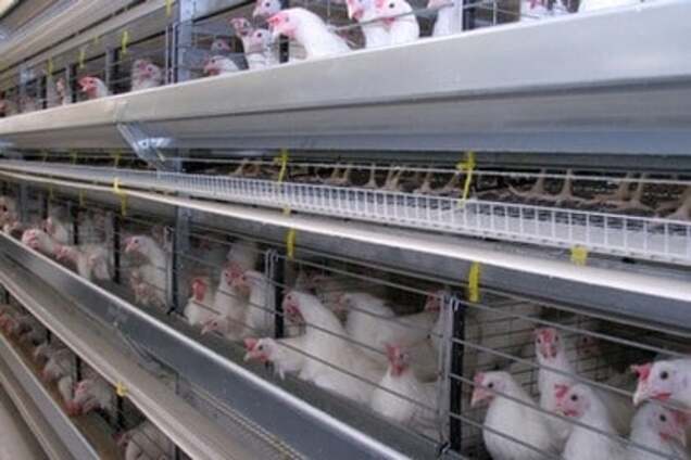 Эксплуатация детского труда: впал в кому подросток, который работал на птицефабрике под Харьковом