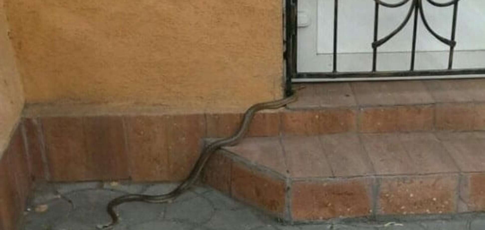 Переполох в Ужгороді: в центрі міста плазувала велика змія. Фото