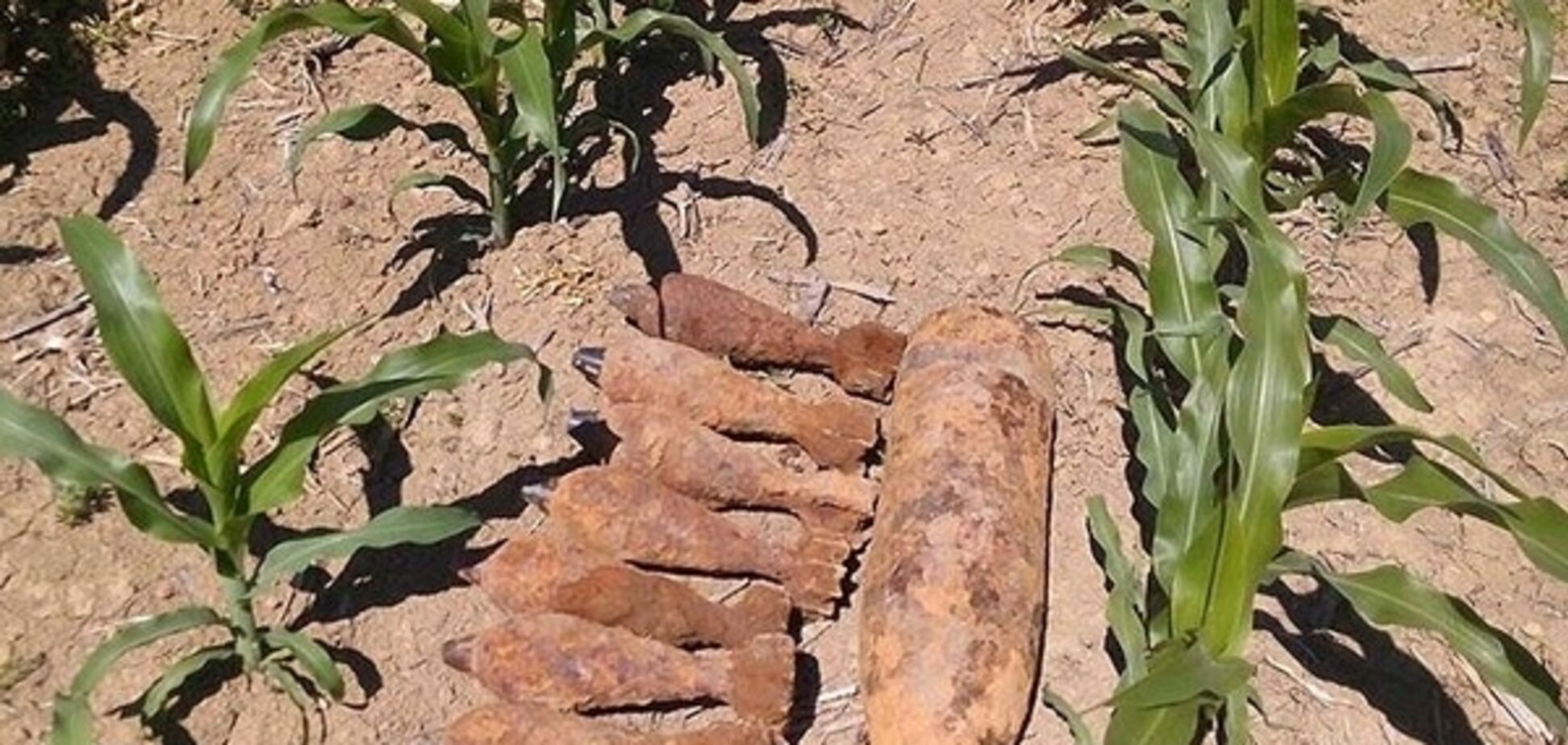 Небезпечна знахідка: на Закарпатті в кукурудзі знайшли 9 снарядів. Фото