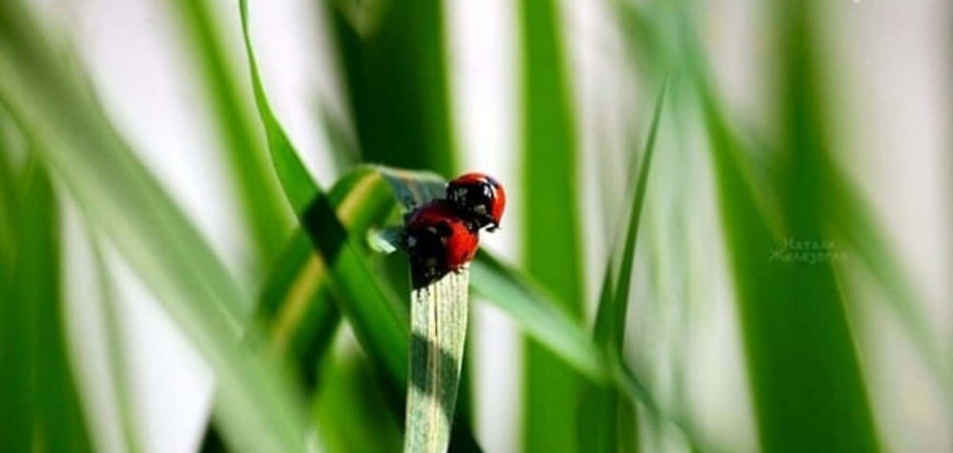 'Одесситы класса муравьи': удивительные фото микро-мира города покорили сеть