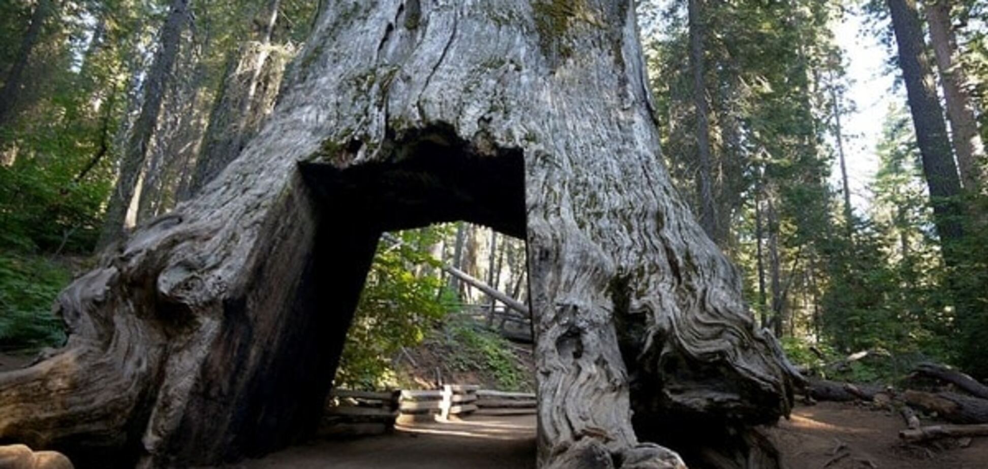 Туннели в деревьях