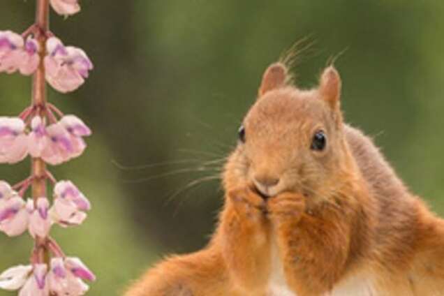 Белка в шпагате