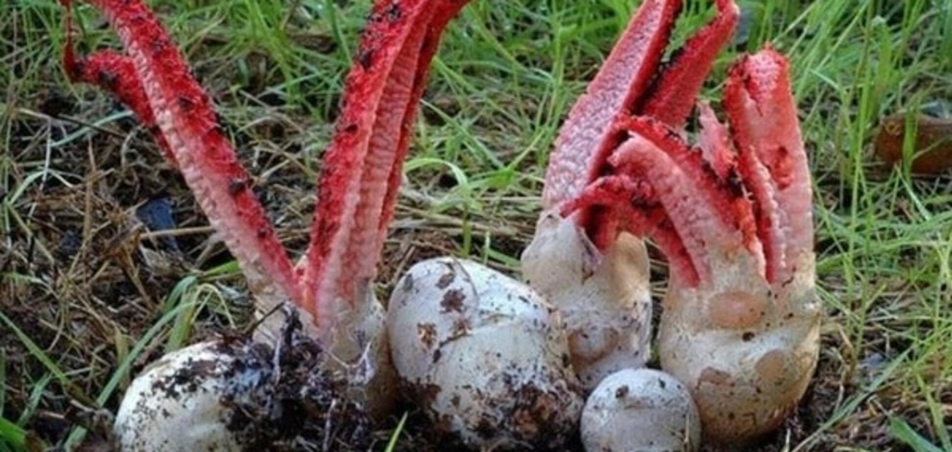 'Пальцы дьявола': на Закарпатье нашли уникальные грибы