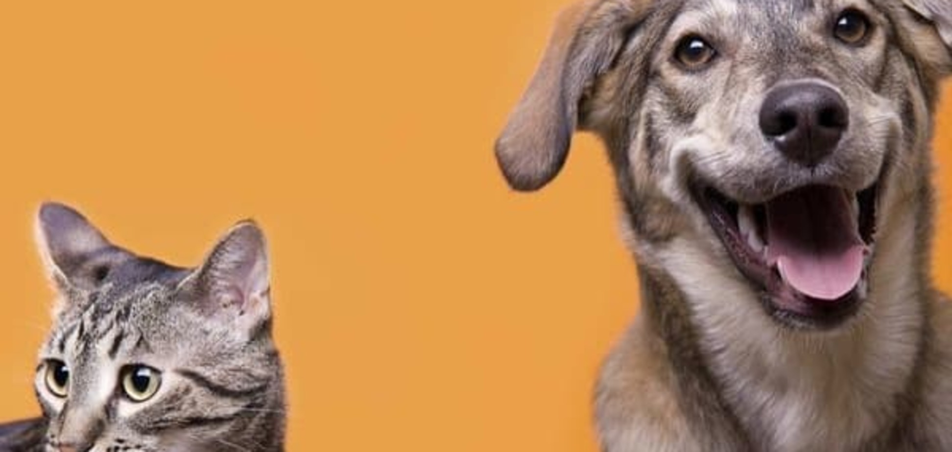 Кошки и собаки