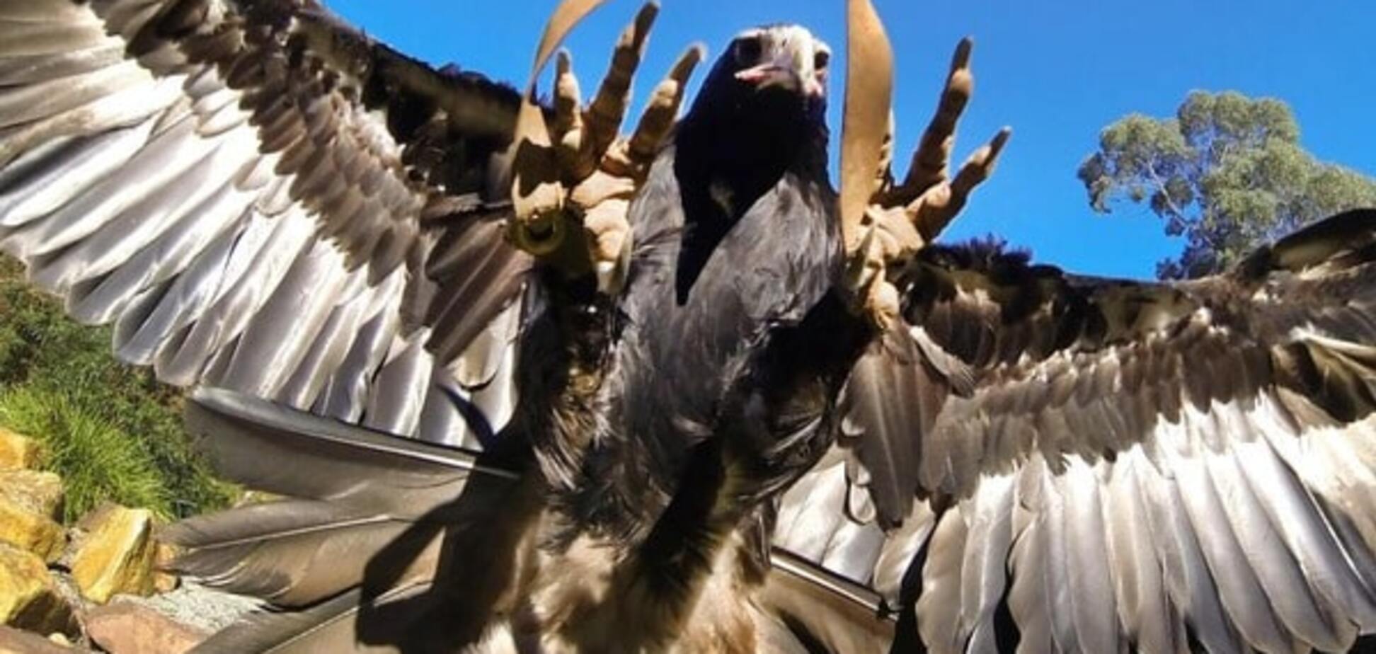 В Австралии орел пытался унести маленького мальчика, приняв его за добычу. Фото