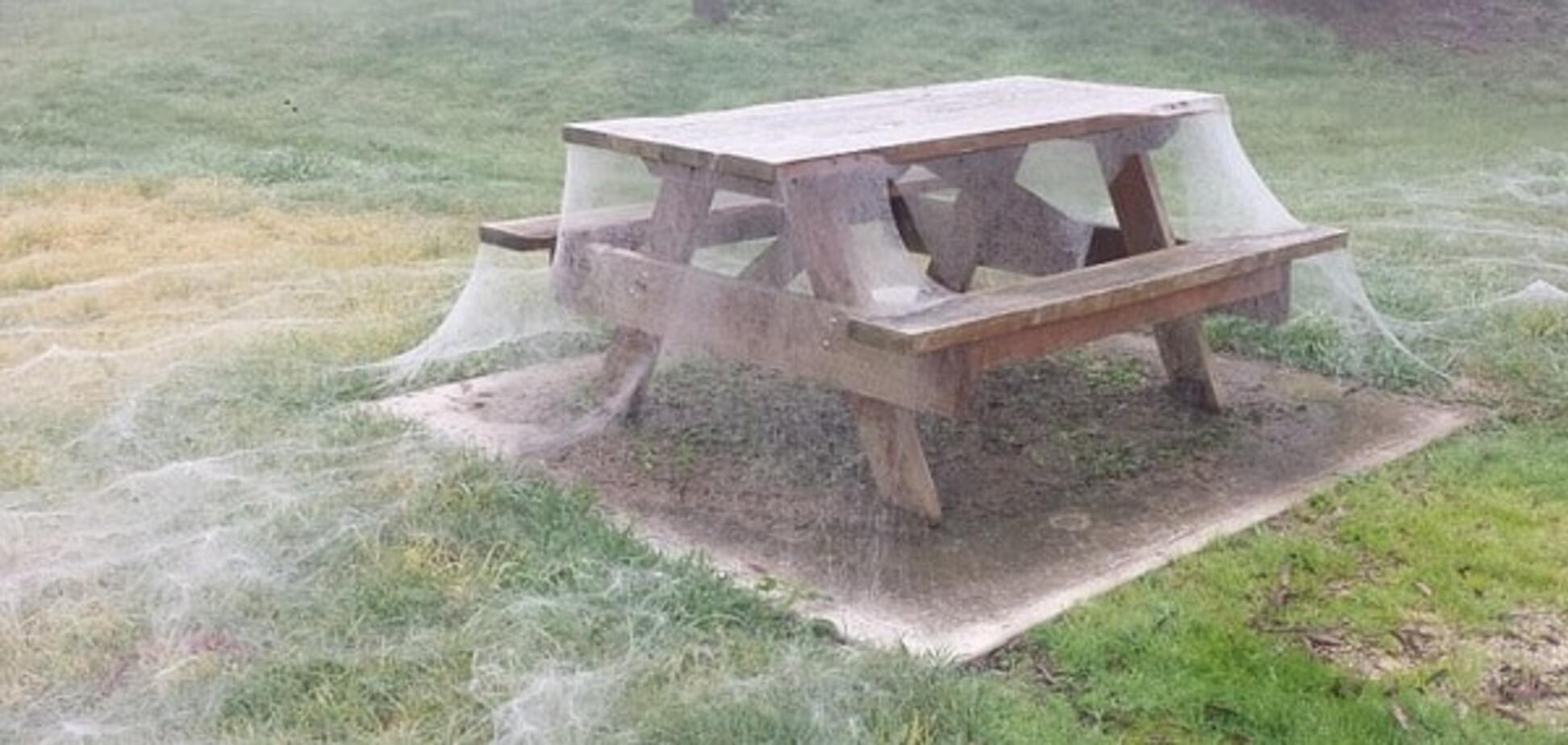 В Австралии обнаружен парк, полностью окутанный паутиной