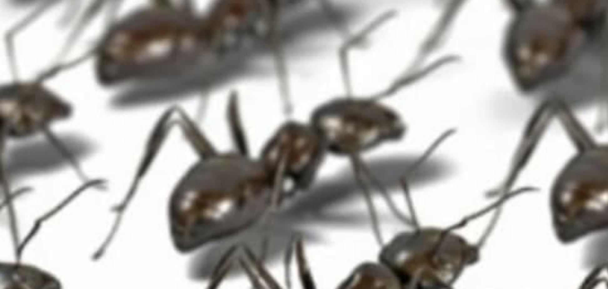 Синхронность движений муравьев напоминает работу беспроводной сети - ученые