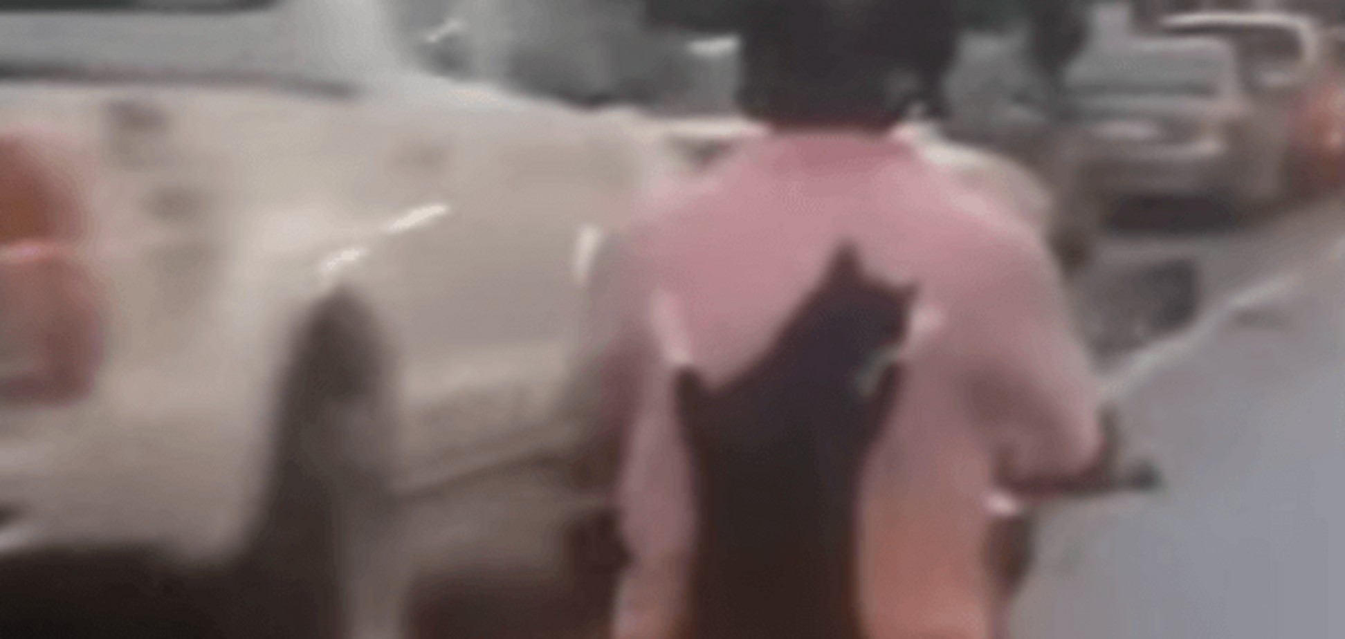 Кот, авто, скутер