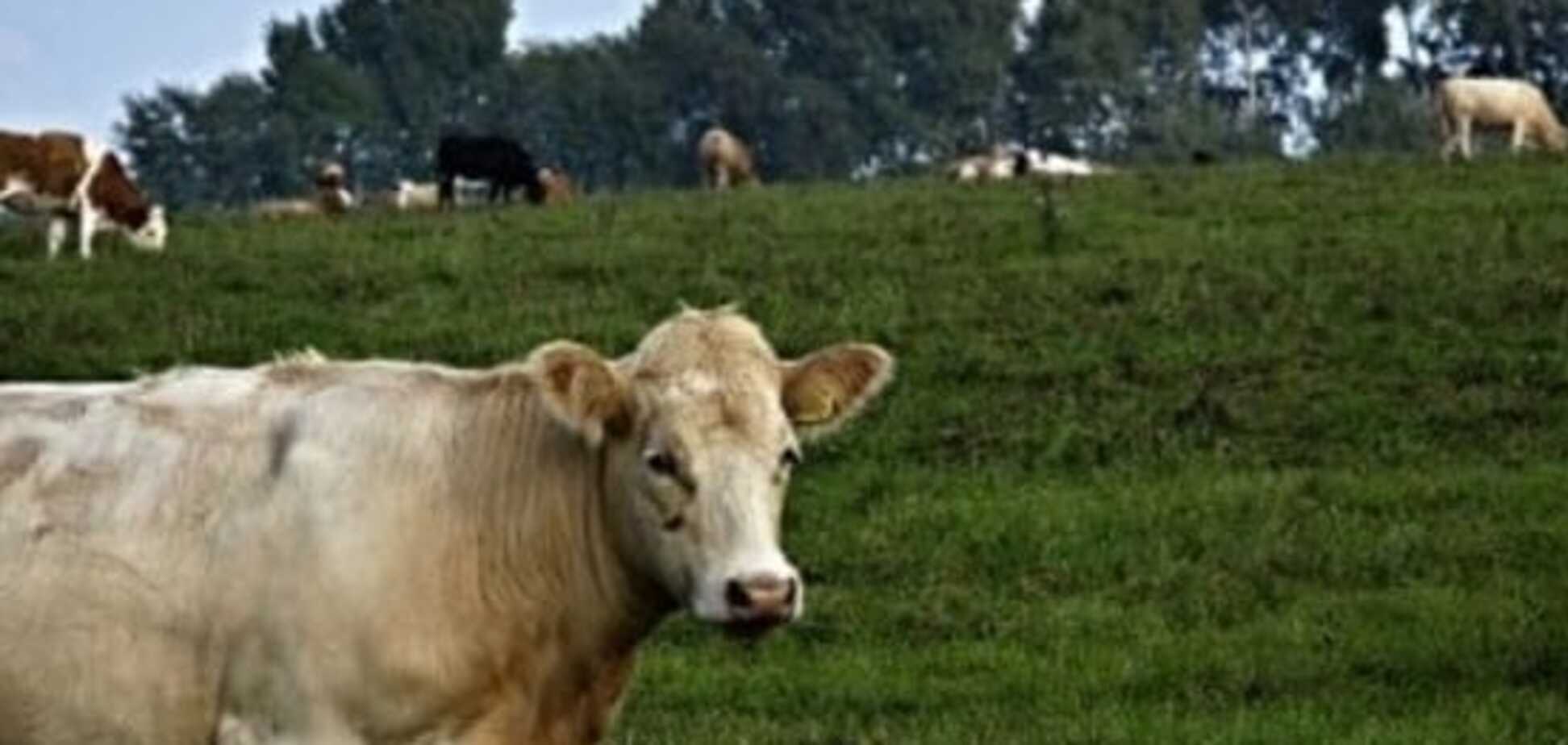 Молоко счастливых коров намного полезнее обычного - ученые 