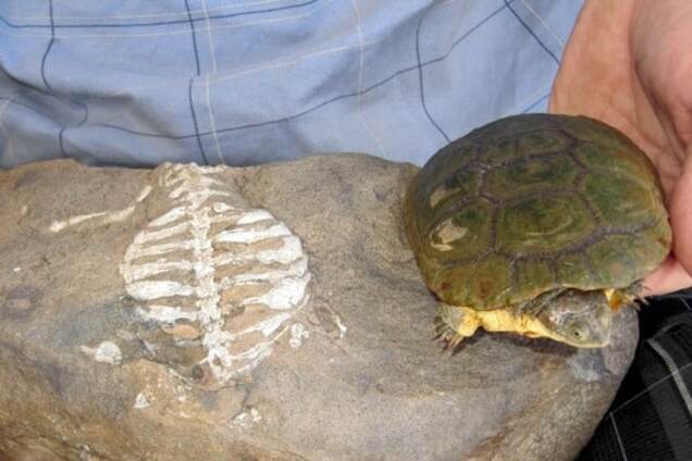 Ученые установили, как предки черепах использовали свои панцири