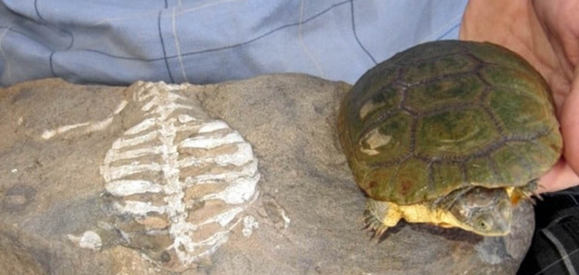 Ученые установили, как предки черепах использовали свои панцири
