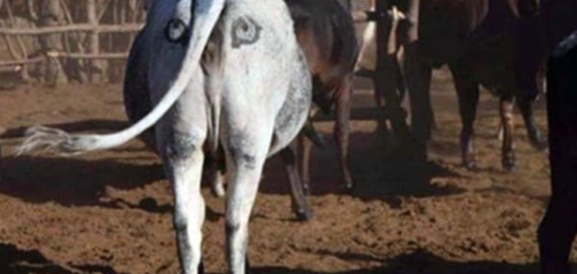 В Австралии найден хитрый способ защиты коров от хищников
