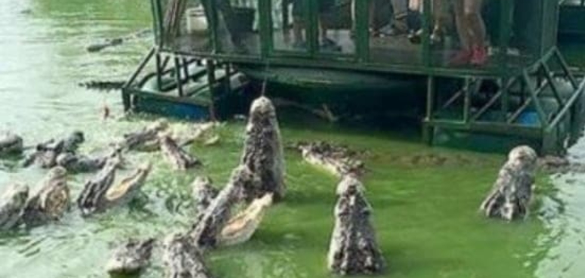 Власти Таиланда закрыли ужасающий атракцион для туристов на крокодиловой ферме. Фото