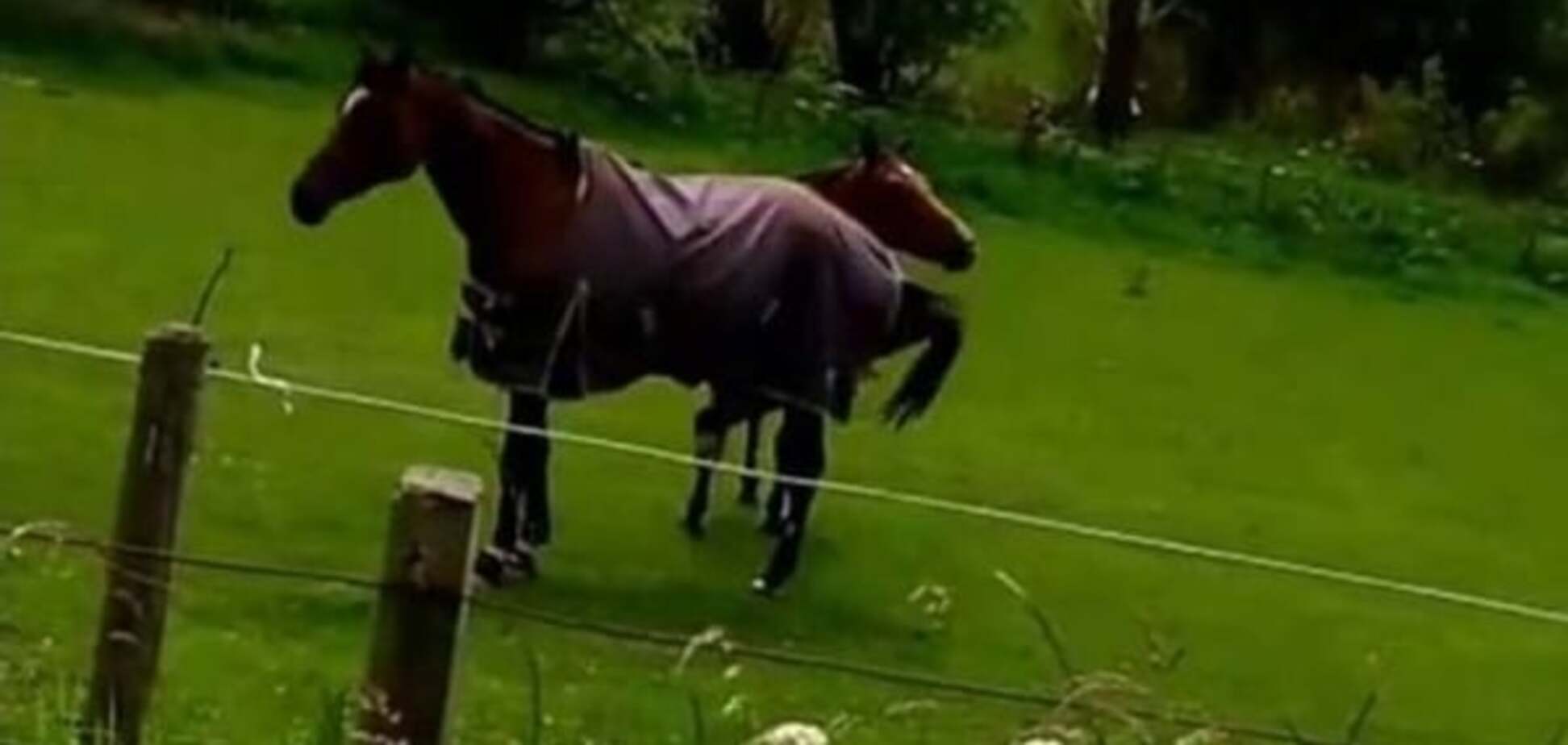 Конь станцевал под тяжелый металл